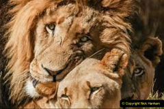 055.2023-08-10-World-Lion-Day.-54-