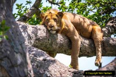 057.2023-08-10-World-Lion-Day.-56-