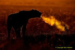 058.2023-08-10-World-Lion-Day.-57-