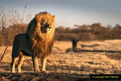 059.2023-08-10-World-Lion-Day.-58-