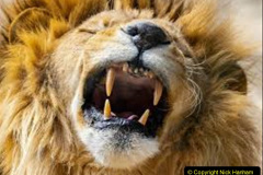 060.2023-08-10-World-Lion-Day.-59-