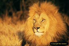 061.2023-08-10-World-Lion-Day.-60-