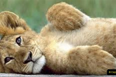 062.2023-08-10-World-Lion-Day.-61-