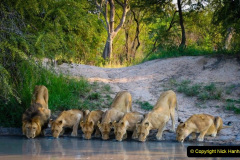 063.2023-08-10-World-Lion-Day.-62-