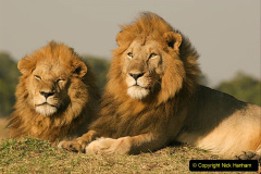 Two male African Lions (Panthera leo) with full manes, low angle view, Masai Mara, Kenya