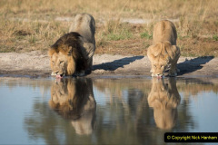 Male and female Lion drinking water from a natural pan in the Savuti area of Botswana