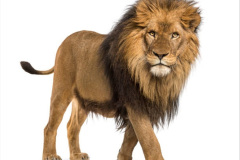 Lion, Panthera Leo, 10 years old, isolated on white