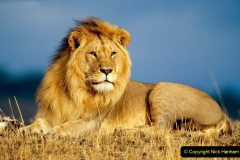 069.2023-08-10-World-Lion-Day.-68-