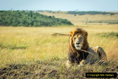 070.2023-08-10-World-Lion-Day.-69-