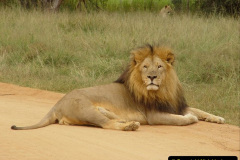 071.2023-08-10-World-Lion-Day.-70-