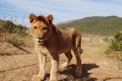 075.2023-08-10-World-Lion-Day.-74-