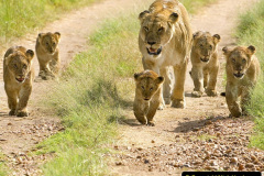 078.2023-08-10-World-Lion-Day.-77-