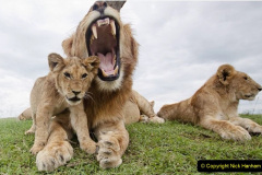 079.2023-08-10-World-Lion-Day.-78-