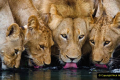 080.2023-08-10-World-Lion-Day.-79-