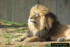 083.2023-08-10-World-Lion-Day.-82-