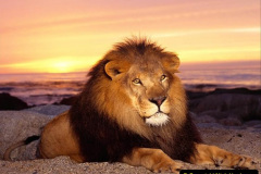 085.2023-08-10-World-Lion-Day.-84-