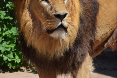 086.2023-08-10-World-Lion-Day.-85-