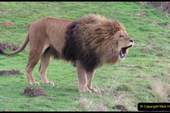 087.2023-08-10-World-Lion-Day.-86-