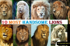 088.2023-08-10-World-Lion-Day.-87-