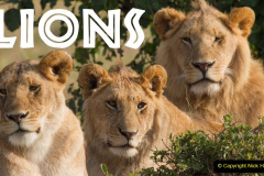 089.2023-08-10-World-Lion-Day.-88-