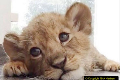 090.2023-08-10-World-Lion-Day.-89-