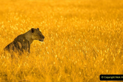 094.2023-08-10-World-Lion-Day.-93-