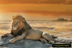 096.2023-08-10-World-Lion-Day.-95-