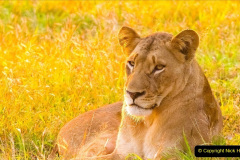 097.2023-08-10-World-Lion-Day.-96-