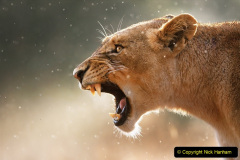098.2023-08-10-World-Lion-Day.-97-