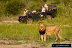 099.2023-08-10-World-Lion-Day.-98-