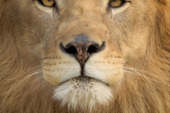 100.2023-08-10-World-Lion-Day.-99-