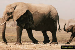 2023 August 11 World Elephant Day