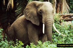 009.2023-08-12-World-Elephant-Day.-9-