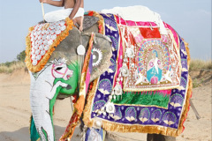 010.2023-08-12-World-Elephant-Day.-10-