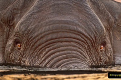 013.2023-08-12-World-Elephant-Day.-13-