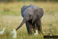 016.2023-08-12-World-Elephant-Day.-16-