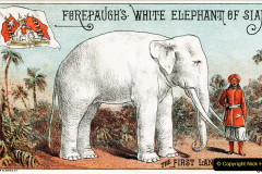 017.2023-08-12-World-Elephant-Day.-17-