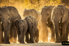 019.2023-08-12-World-Elephant-Day.-19-