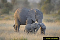 020.2023-08-12-World-Elephant-Day.-20-