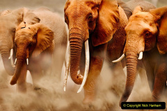 African elephant (Loxodonta africana), herd on the move. In the middle cow elephant with exceptionally long tusks. Amboseli National Park, Kenya. 

Distribution Sub-Saharan Africa