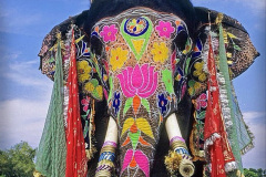 031.2023-08-12-World-Elephant-Day.-31-