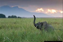 035.2023-08-12-World-Elephant-Day.-35-