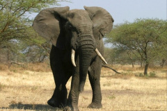 037.2023-08-12-World-Elephant-Day.-37-