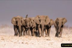046.2023-08-12-World-Elephant-Day.-46-
