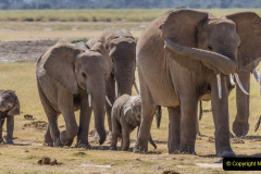 050.2023-08-12-World-Elephant-Day.-50-