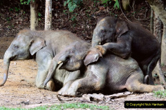 055.2023-08-12-World-Elephant-Day.-55-