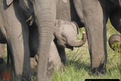 064.2023-08-12-World-Elephant-Day.-64-