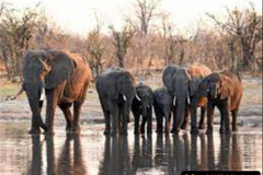 065.2023-08-12-World-Elephant-Day.-65-
