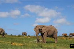 067.2023-08-12-World-Elephant-Day.-67-