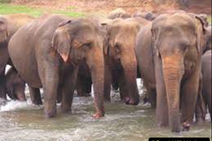 070.2023-08-12-World-Elephant-Day.-70-